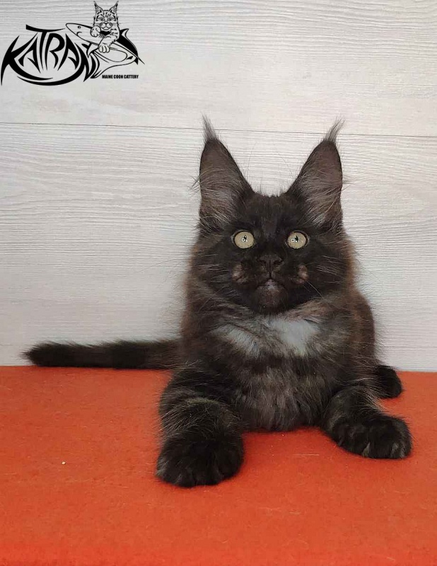 Katran Kolt - Kitten maine-coon 2 months