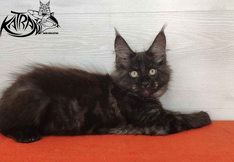 Katran Kolt - Kitten maine-coon 2 months