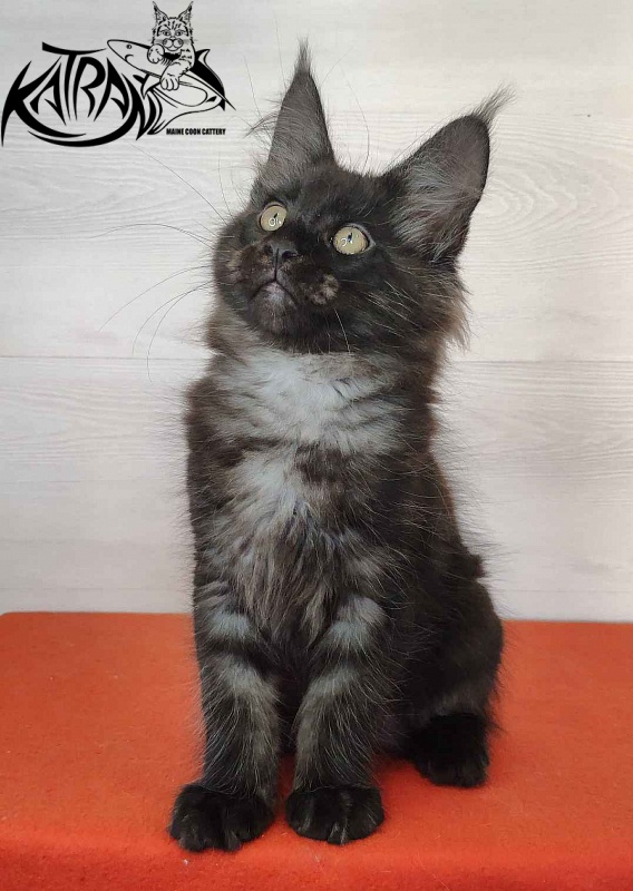Katran Kolt - Kitten maine-coon 2 months