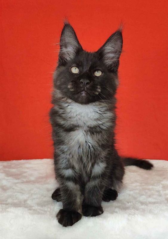 Katran Kolt - Kitten maine-coon 3 months