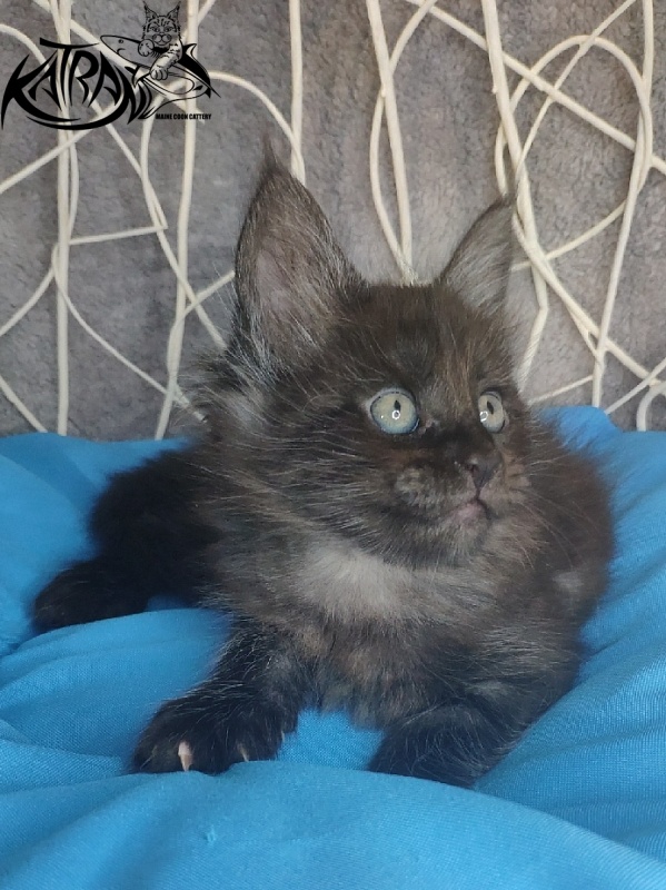 Katran Kolt - Kitten maine-coon 1 month 1.5 week