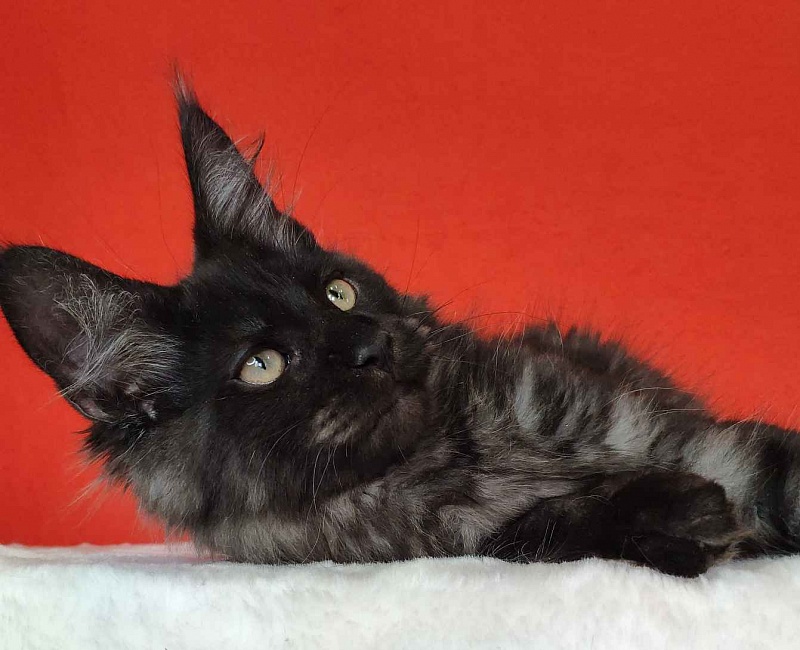 Katran Kolt - Kitten maine-coon 3 months