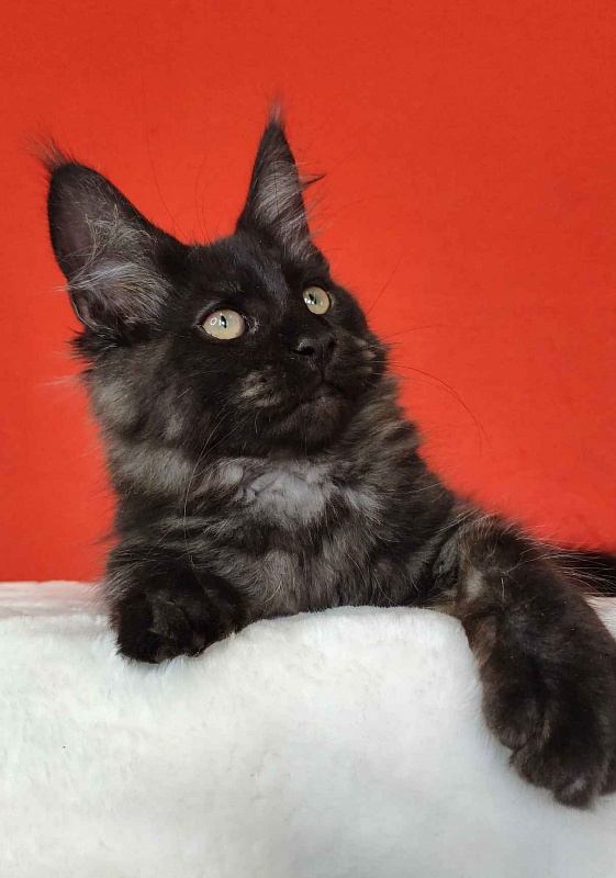 Katran Kolt - Kitten maine-coon 3 months
