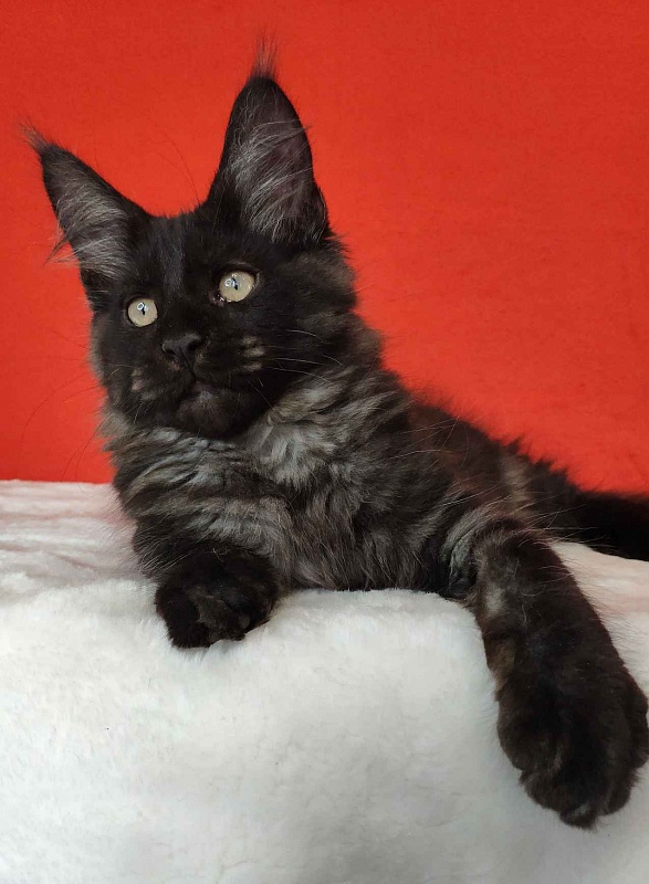 Katran Kolt - Kitten maine-coon 3 months