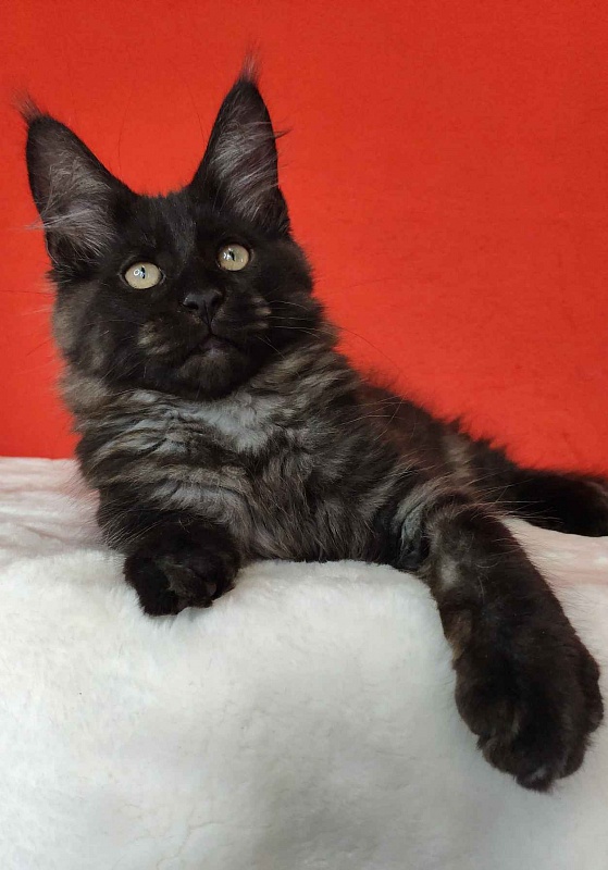 Katran Kolt - Kitten maine-coon 3 months