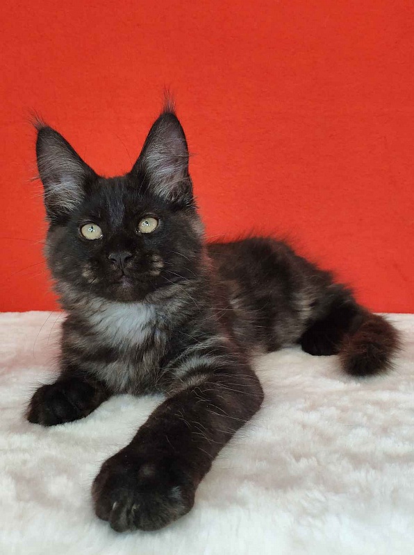 Katran Kolt - Kitten maine-coon 3 months