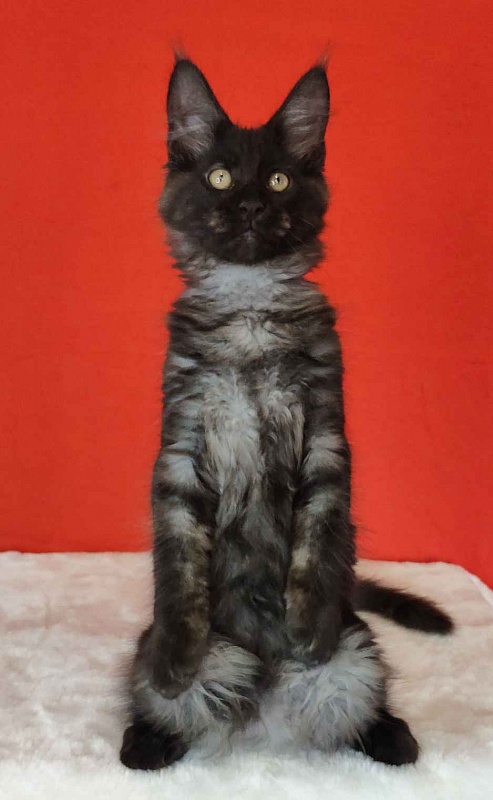 Katran Kolt - Kitten maine-coon 3 months
