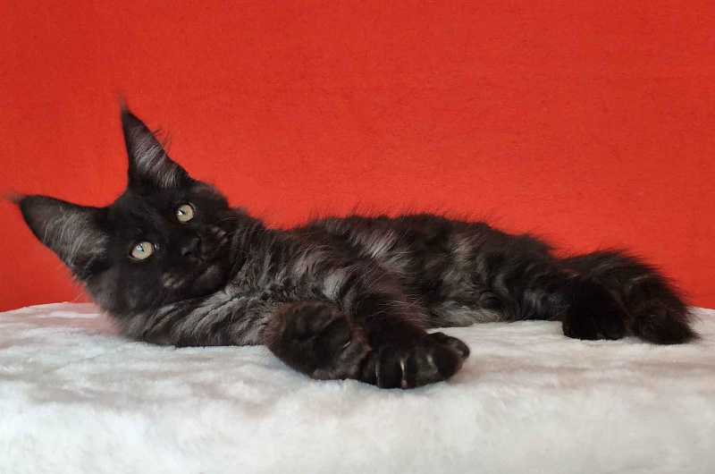 Katran Kolt - Kitten maine-coon 3 months