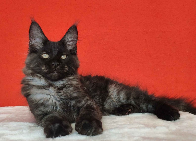 Katran Kolt - Kitten maine-coon 3 months