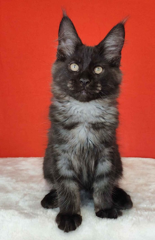 Katran Kolt - Kitten maine-coon 3 months