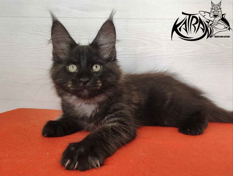 Katran Kolt - Kitten maine-coon 2 months