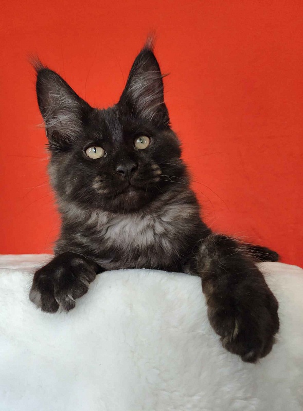 Katran Kolt - Kitten maine-coon 3 months