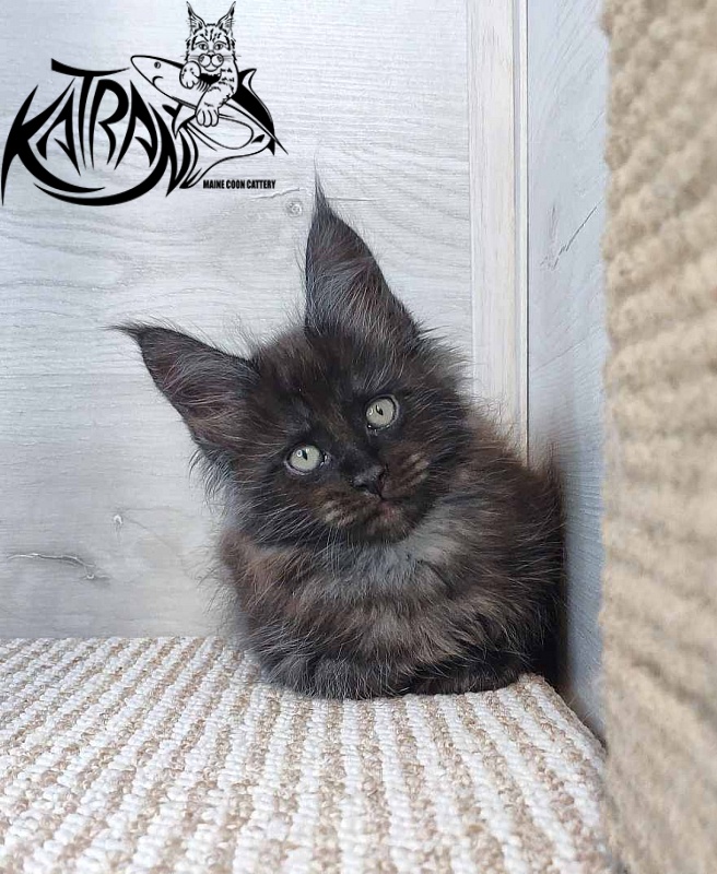 Katran Kolt - Kitten maine-coon 1 month 2.5 weeks