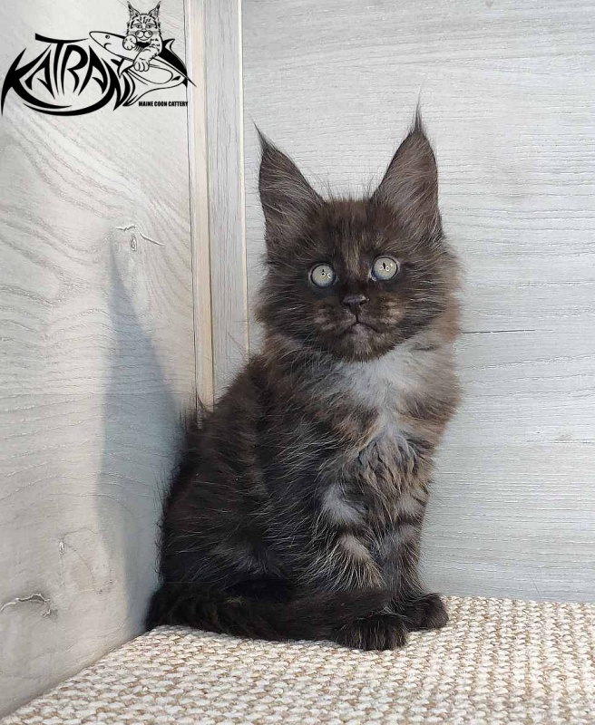 Katran Kolt - Kitten maine-coon 1 month 2.5 weeks