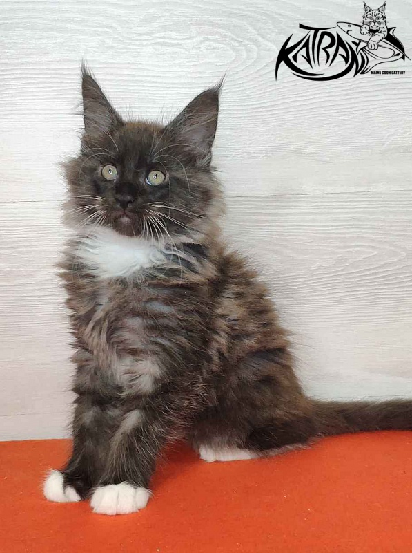 Katran Karat - Кошеня мейн-кун 2 місяця