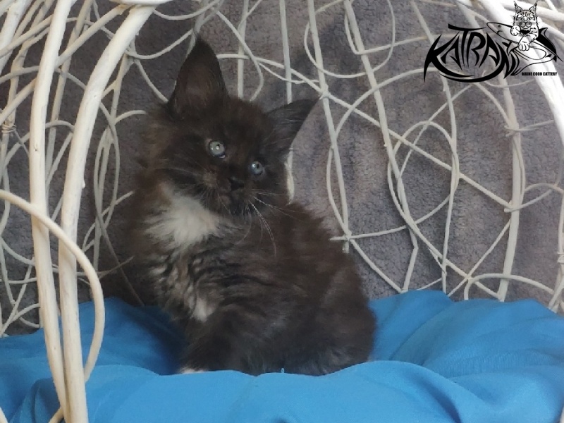 Katran Karat - Кошеня мейн-кун 1 місяць 1,5 тиждень