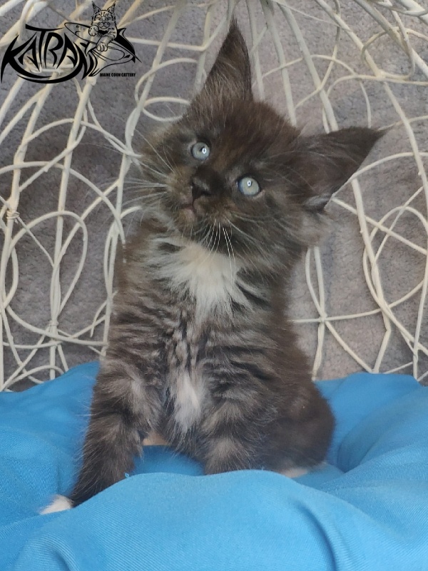 Katran Karat - Кошеня мейн-кун 1 місяць 1,5 тиждень