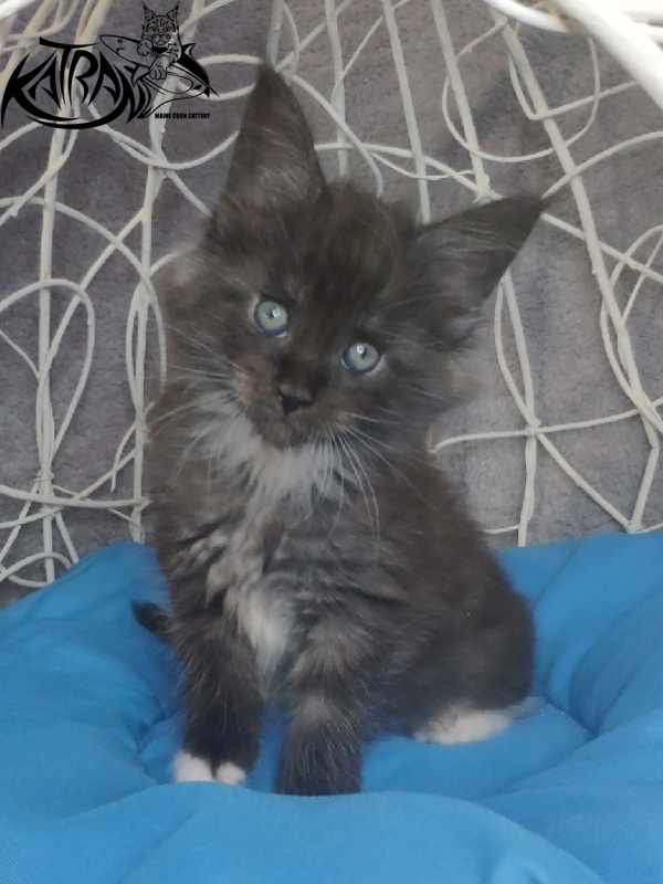 Katran Karat - Кошеня мейн-кун 1 місяць 1,5 тиждень
