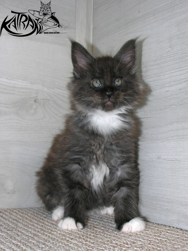 Katran Karat - Кошеня мейн-кун 1 місяць 2,5 тижні
