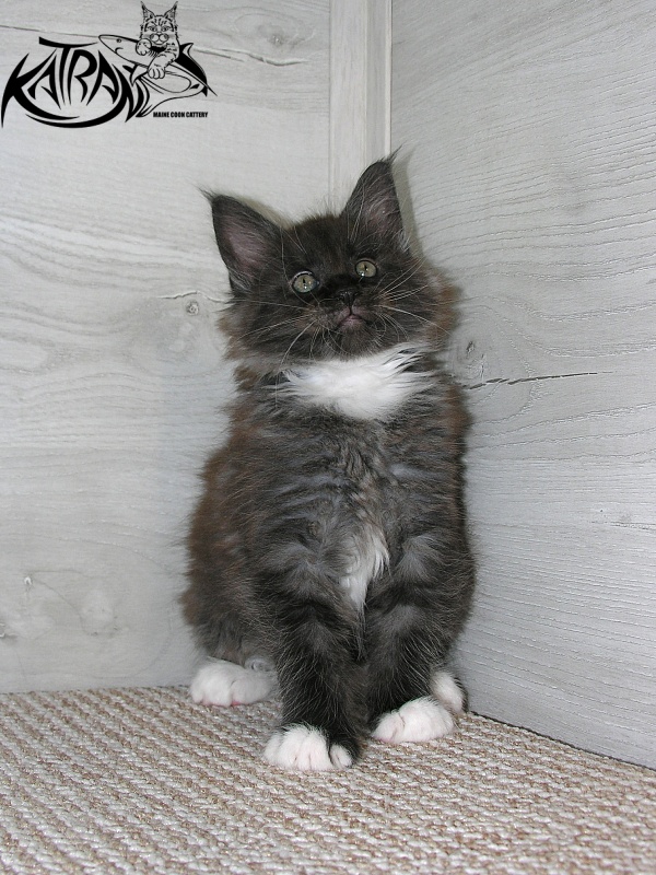 Katran Karat - Кошеня мейн-кун 1 місяць 2,5 тижні