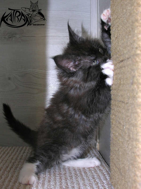 Katran Karat - Кошеня мейн-кун 1 місяць 2,5 тижні
