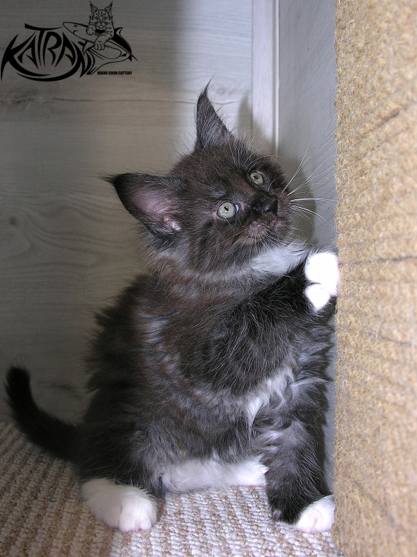 Katran Karat - Кошеня мейн-кун 1 місяць 2,5 тижні