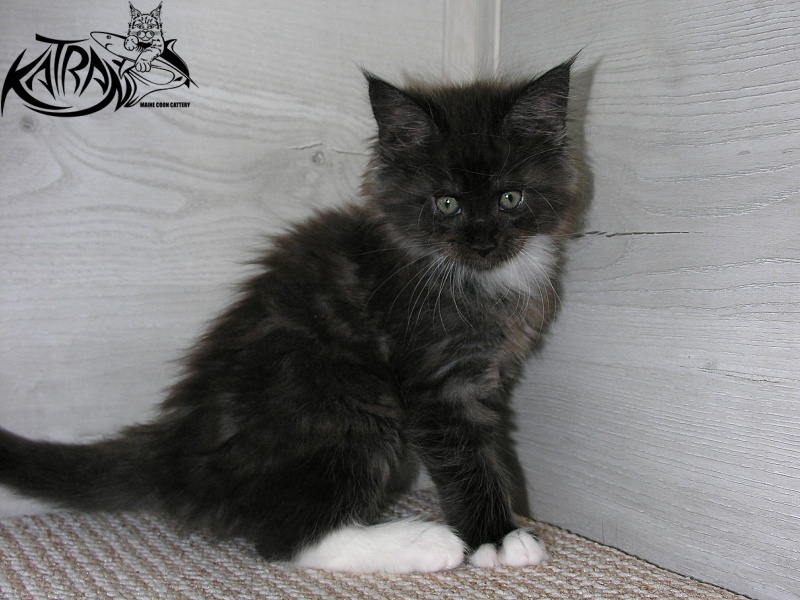 Katran Karat - Кошеня мейн-кун 1 місяць 2,5 тижні