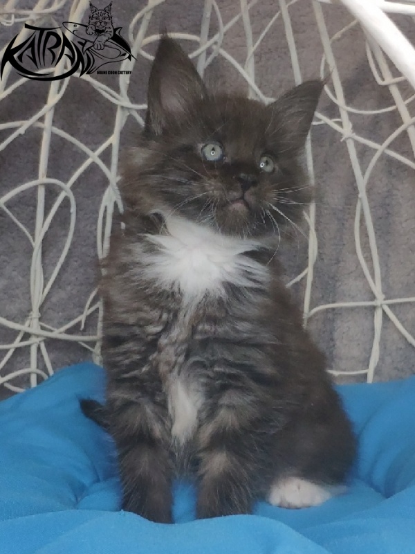 Katran Karat - Кошеня мейн-кун 1 місяць 1,5 тиждень
