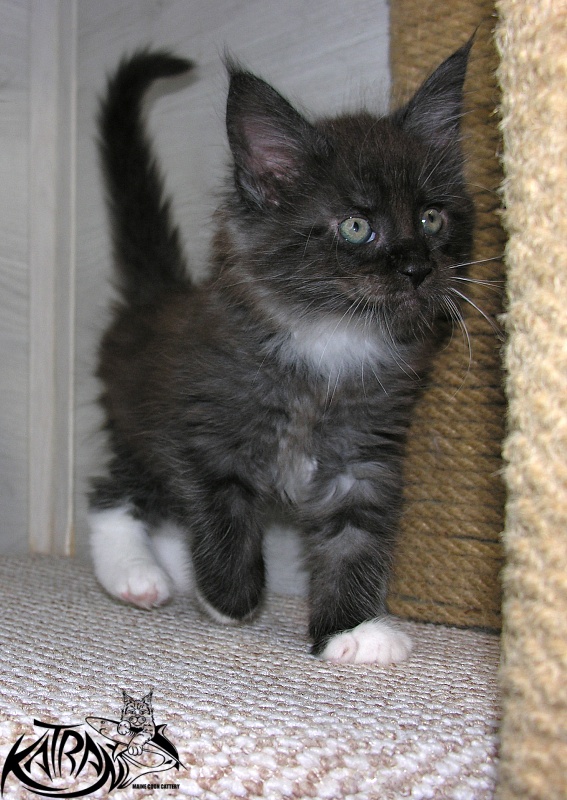 Katran Karat - Кошеня мейн-кун 1 місяць 2,5 тижні
