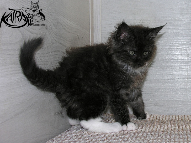 Katran Karat - Кошеня мейн-кун 1 місяць 2,5 тижні