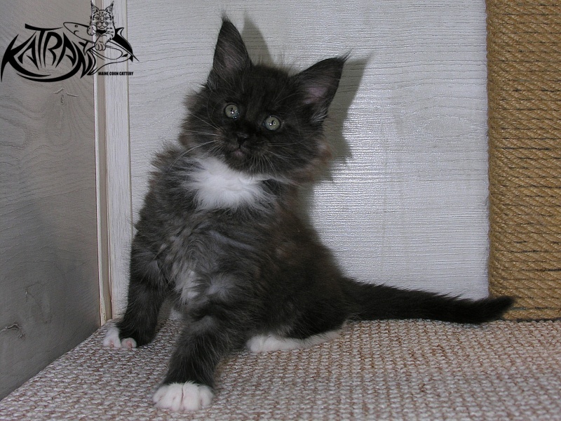 Katran Karat - Кошеня мейн-кун 1 місяць 2,5 тижні