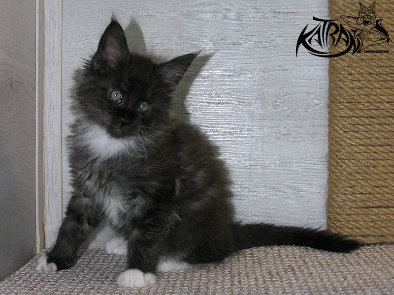 Katran Karat - Кошеня мейн-кун 1 місяць 2,5 тижні