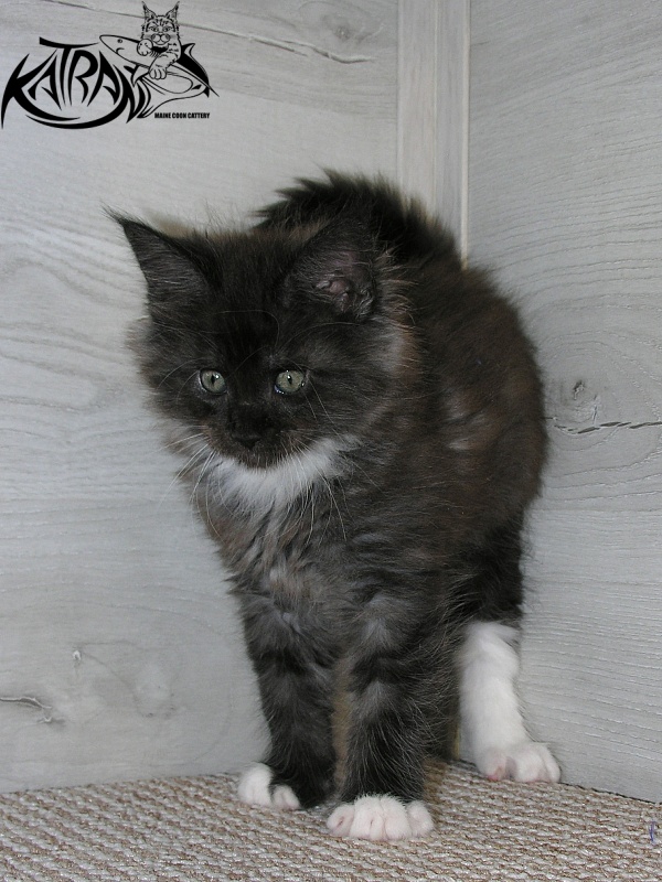 Katran Karat - Кошеня мейн-кун 1 місяць 2,5 тижні