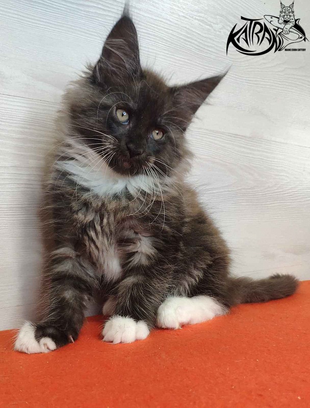 Katran Karat - Кошеня мейн-кун 2 місяця