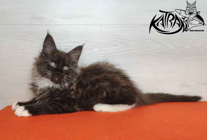 Katran Karat - Кошеня мейн-кун 2 місяця