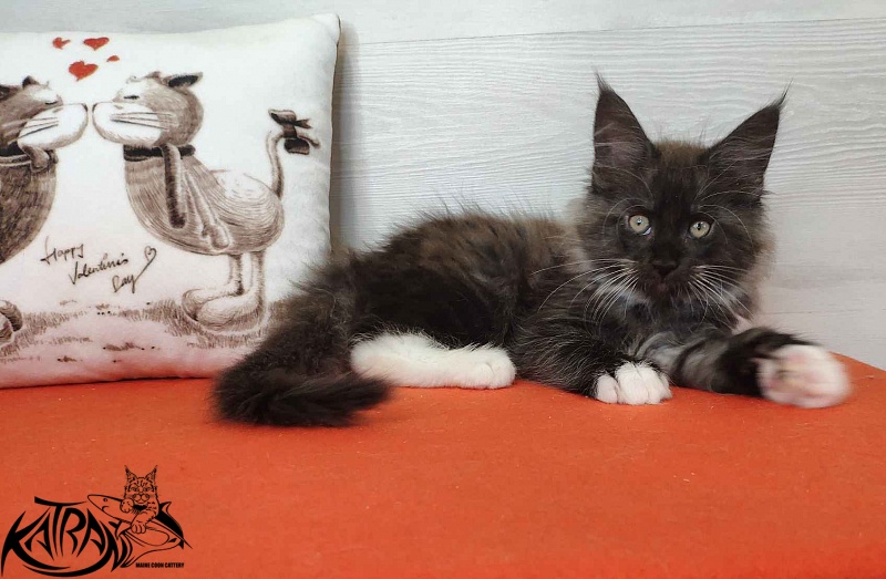 Katran Karat - Кошеня мейн-кун 2 місяця