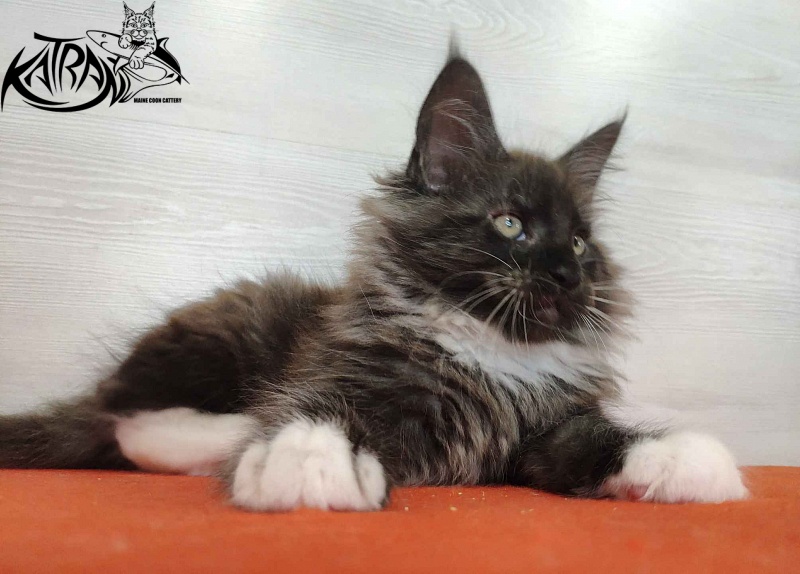 Katran Karat - Кошеня мейн-кун 2 місяця