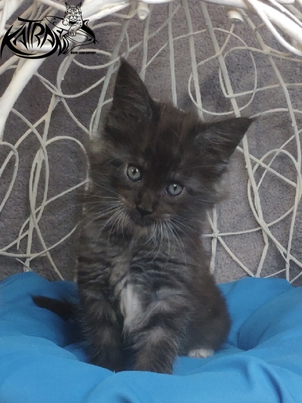 Katran Karat - Кошеня мейн-кун 1 місяць 1,5 тиждень