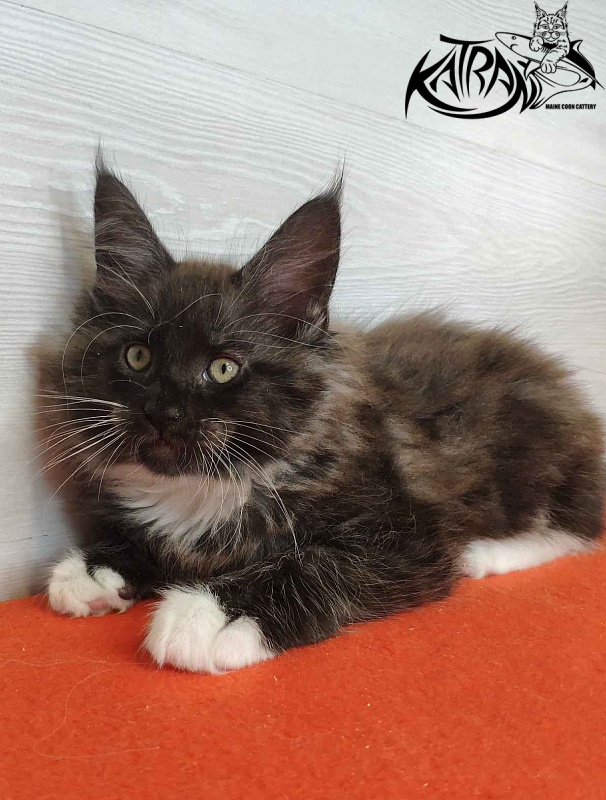 Katran Karat - Кошеня мейн-кун 2 місяця