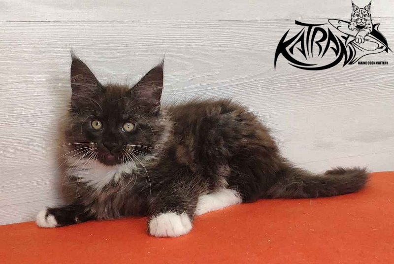 Katran Karat - Кошеня мейн-кун 2 місяця