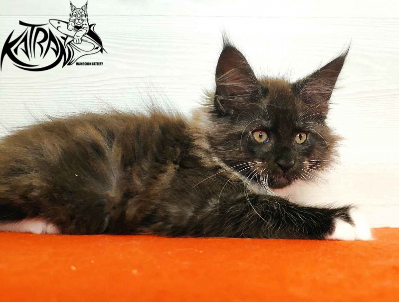 Katran Karat - Кошеня мейн-кун 2 місяця