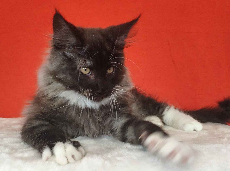 Katran Karat - Кошеня мейн-кун 3 місяця