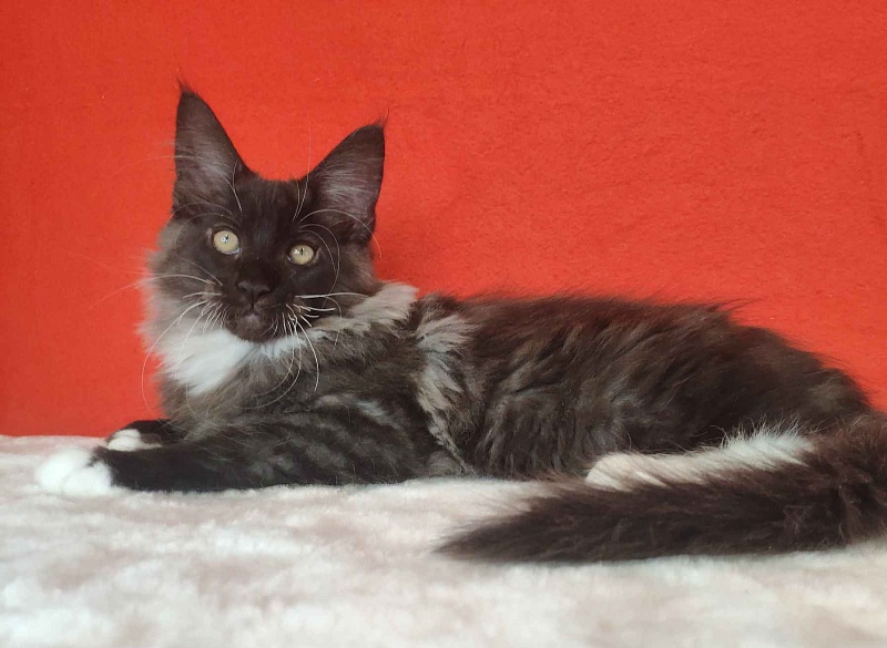 Katran Karat - Кошеня мейн-кун 3 місяця