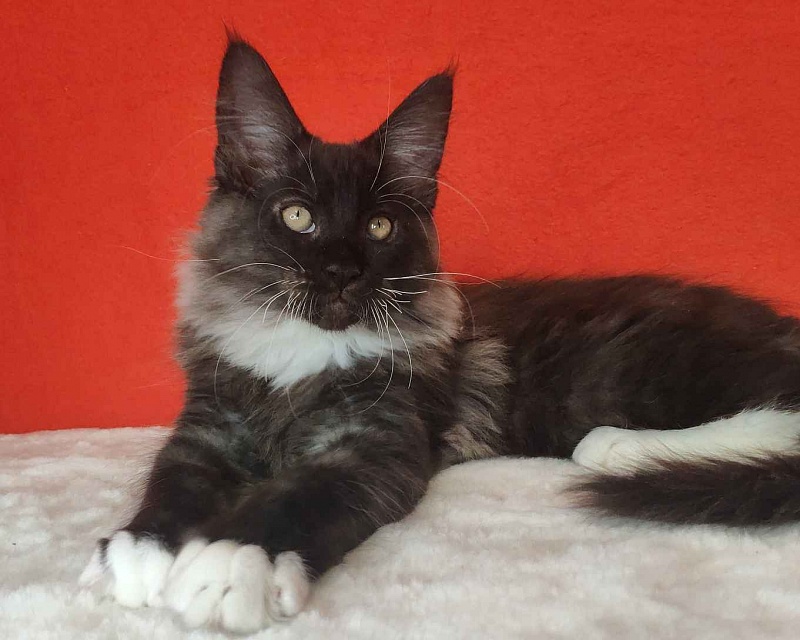 Katran Karat - Кошеня мейн-кун 3 місяця