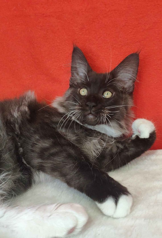 Katran Karat - Кошеня мейн-кун 3 місяця