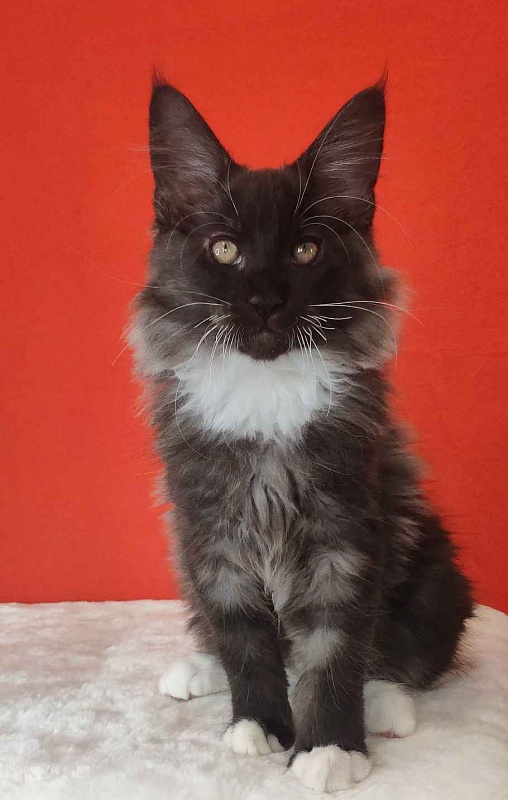 Katran Karat - Кошеня мейн-кун 3 місяця