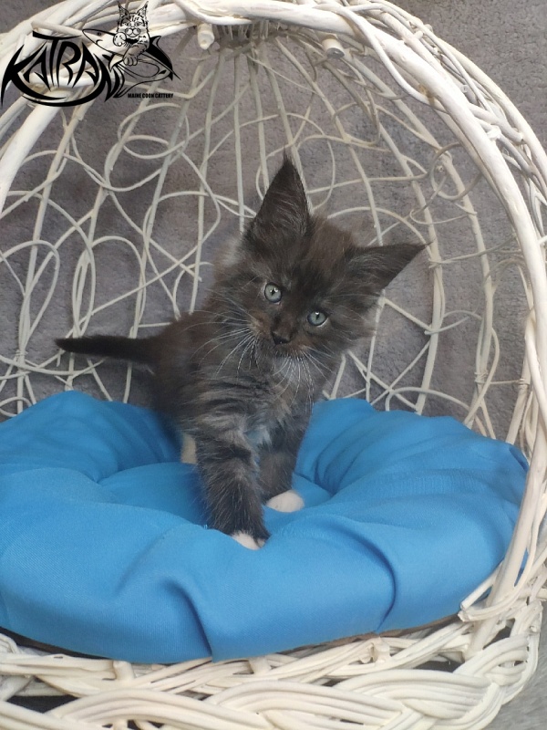 Katran Karat - Кошеня мейн-кун 1 місяць 1,5 тиждень