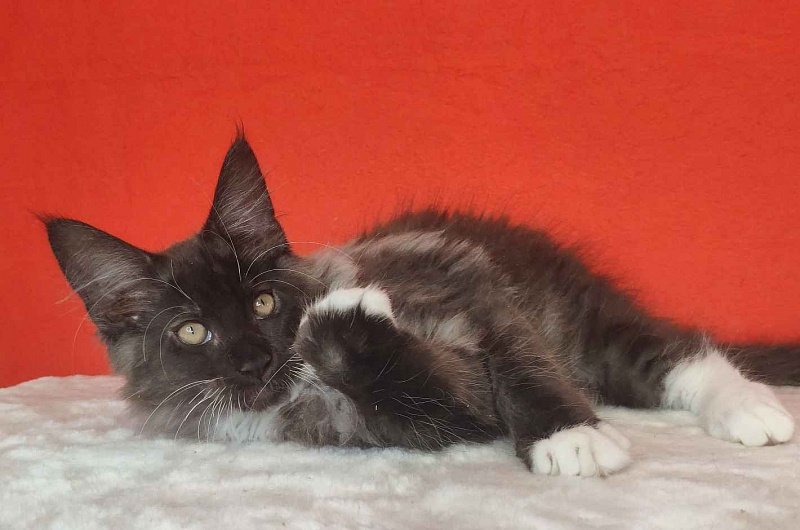 Katran Karat - Кошеня мейн-кун 3 місяця