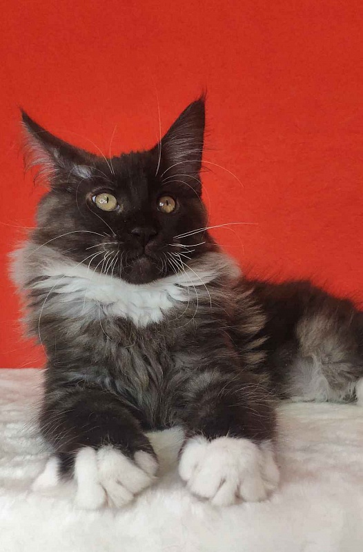 Katran Karat - Кошеня мейн-кун 3 місяця