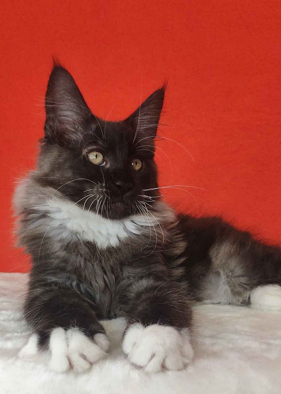 Katran Karat - Кошеня мейн-кун 3 місяця